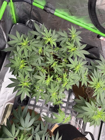 First Grow – Learning Every Day — vegetative, day 41