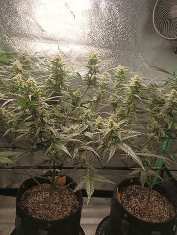 Auto Flower Wedding Glue — flower, day 30