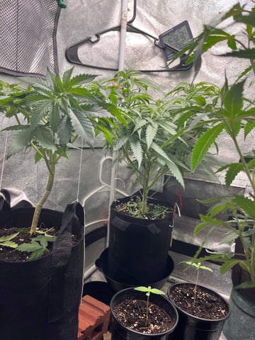 Fruity Pebbles  — vegetative, day 5