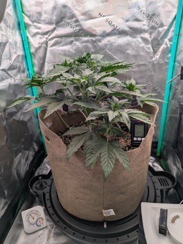 Piggy Stardust — vegetative, day 36