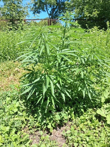 first grow — vegetative, day 178