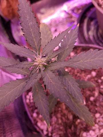 First Lagit Grow — vegetative, day 9