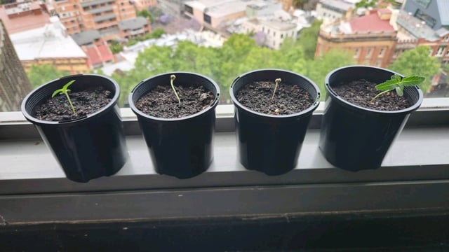 Royal Highness — vegetative, day 1