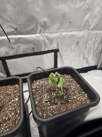 First Grow — vegetative, day 2