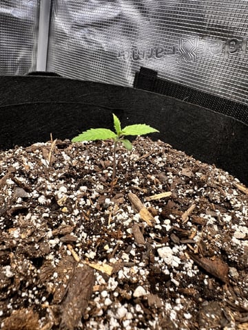 Gorilla Cookies — 1st Grow — seedling_rooting, day 12