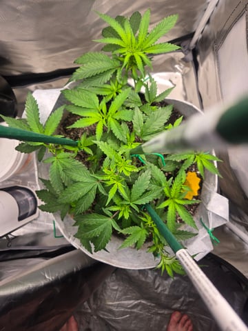 Looking for advice! — vegetative, day 36