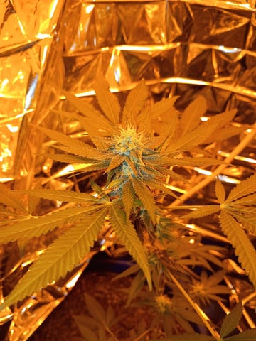 first grow — flower, day 13