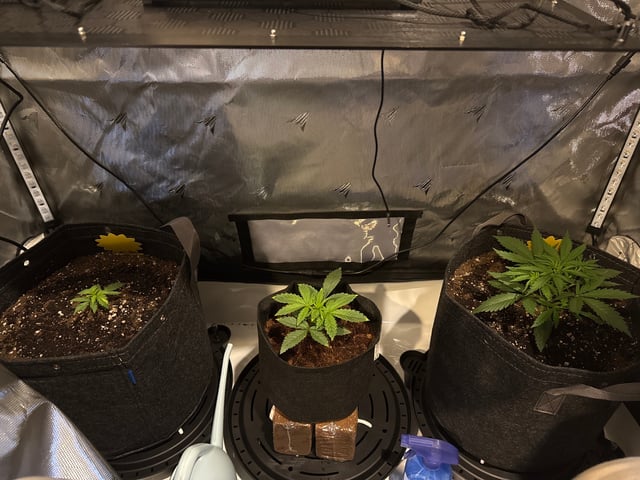 1st Indoor. 3 plants