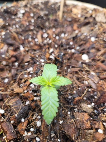 DIRTY BIRDY — grow_setup, day 2