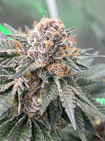 Rookie — flower, day 33