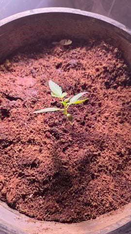 first run — seedling_rooting, day 18