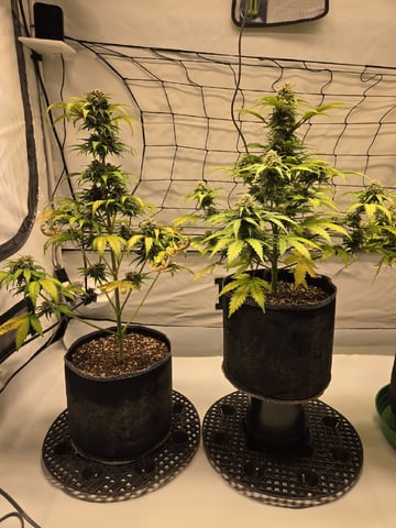 Mimosa Sunrise XXL 3x3 tent — flower, day 50
