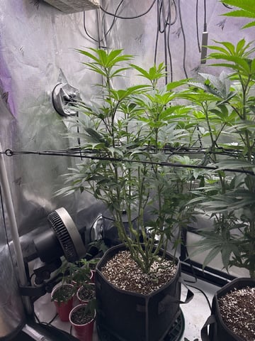 northern lights — flower, day 53