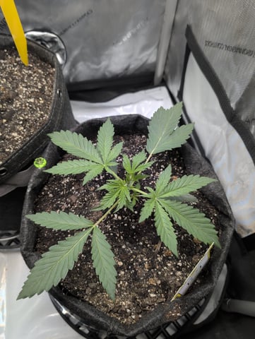 memphisto 3 bears OG, ethos high note r1 — vegetative, day 18