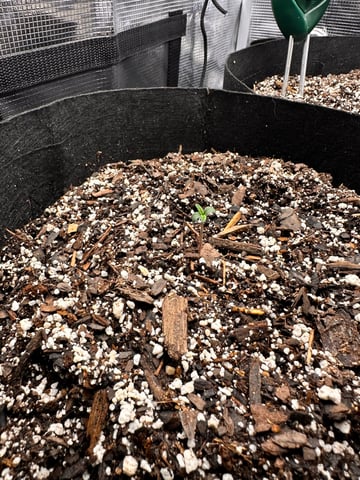 Gorilla Cookies — 1st Grow — seedling_rooting, day 6