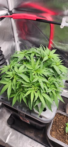 El Chemi Kiwi autoflower  — vegetative, day 34