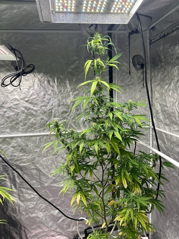 two clones and sour diesel  — flower, day 57