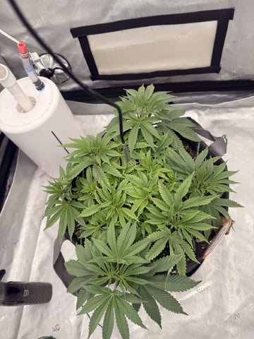 BloodMoon Gelato — vegetative, day 49