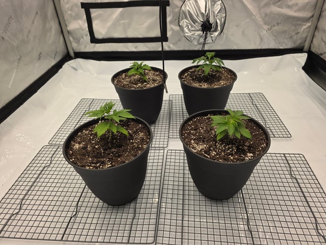 Jack Herer 9-25-25 — vegetative, day 7
