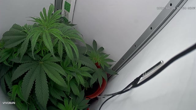 Blue Dream — flower, day 42