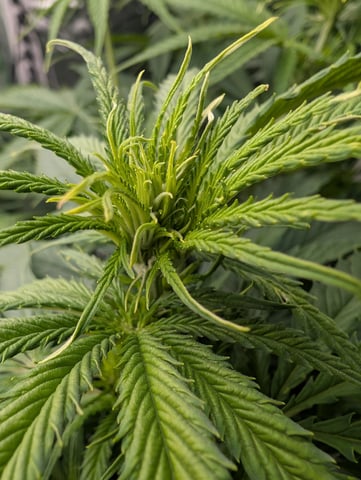 Acapulco Gold  — flower, day 69