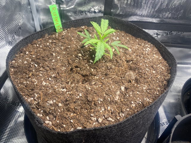 Auto Run #1 2025-2026 — vegetative, day 31