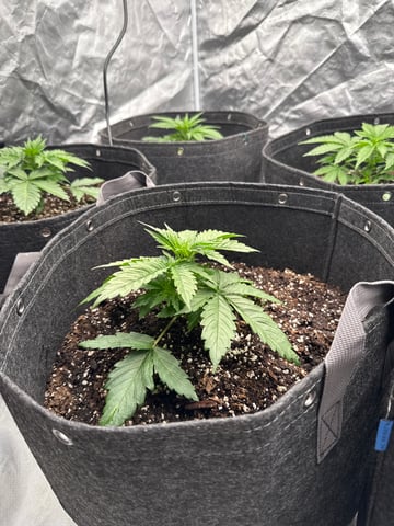 Pineapple  — vegetative, day 8