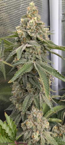 1st grow continued  — flower, day 50