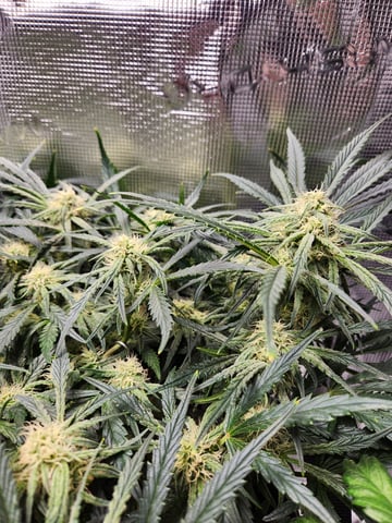 Autoflower grow. my first grow  — flower, day 54