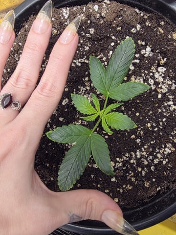 Auto 1 — seedling_rooting, day 9