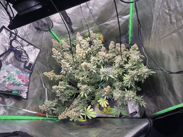 White Widow + Papaya Bomb