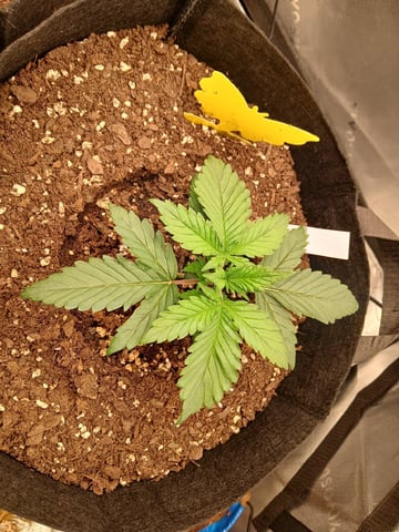 Lsd25, Dosido,GDP All Autos. — grow_setup, day 16