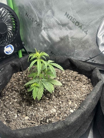 banana bread autoflower  — seedling_rooting, day 22