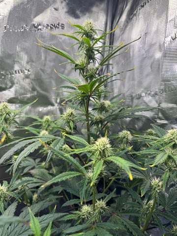 wedding cake auto FIRST GROW! — flower, day 43