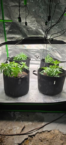 This grow may be interesting! — vegetative, day 68