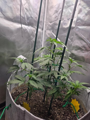 Looking for advice! — vegetative, day 34