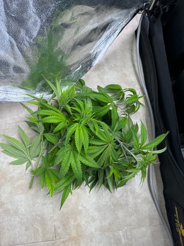 Mimosa x Orange Punch, Runtz Carlton, Gush Mints x Grape Cake Cream — vegetative, day 5