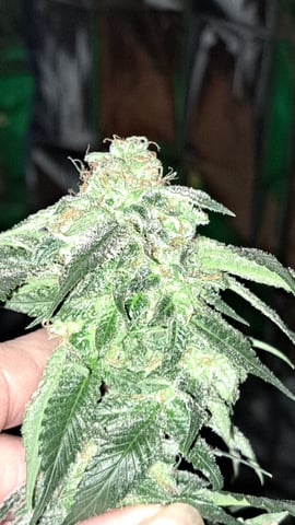 b1. — flower, day 136