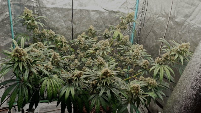 Experimental DIY Run — flower, day 24