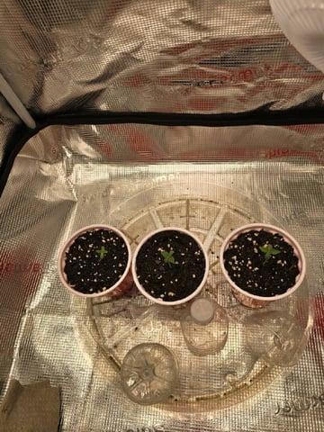  1 Blue Zushi x Venom & 1 Jack Here x Strawberry Cookies OG — seedling_rooting, day 5