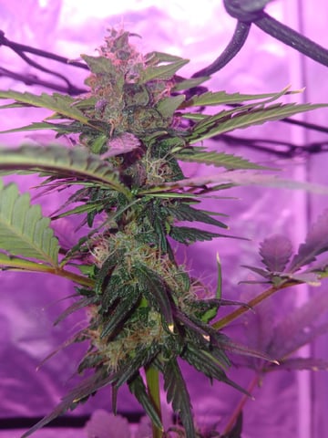 CountryG  — seedling_rooting, day 54