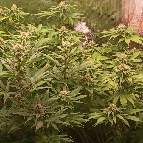 TentPlantLightFan — flower, day 101