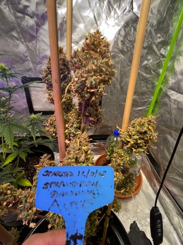 3autos and 2 fem  — flower, day 57