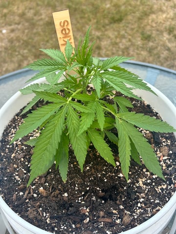 First ever grow — vegetative, day 43