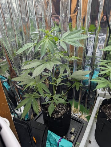 Zkittlez (Auto) — flower, day 56