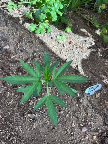 3 seeds  — vegetative, day 33