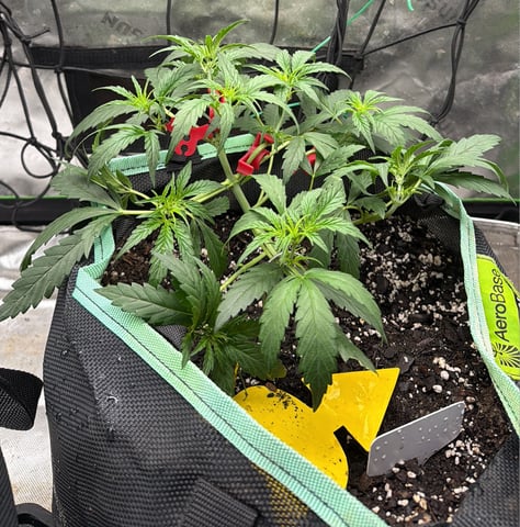 Indoor & Outdoor Grow 6 — vegetative, day 27