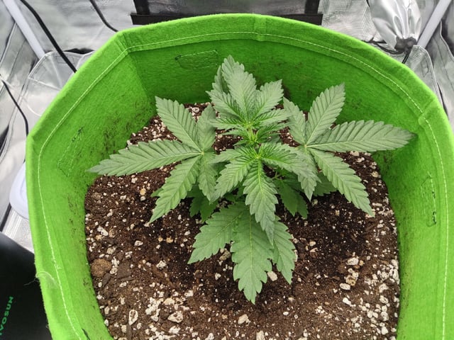 FastBuds Photo-Lemon Mandarin  — vegetative, day 24