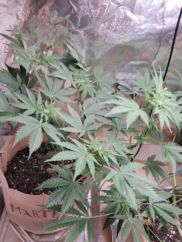 Gugugaga — flower, day 43