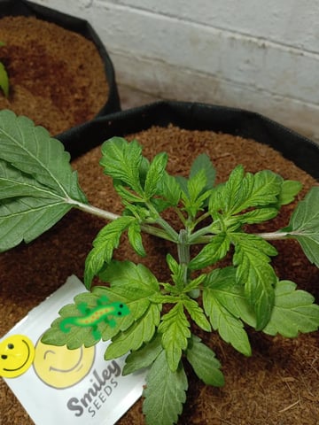 Strawberry Banana Auto 